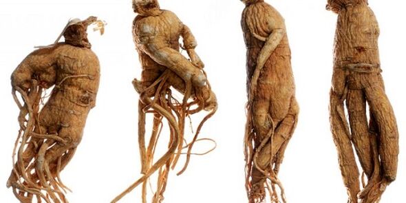Radice di ginseng per aumentare il pene